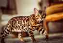 Bengalsky cat fajta: alapvető információk, fotó